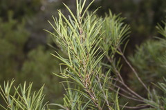 Notelaea linearis