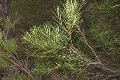 Notelaea linearis