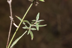 Opercularia hispida