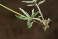 Opercularia hispida
