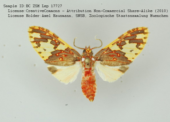 Amaxia pseudamaxia