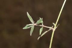 Opercularia hispida