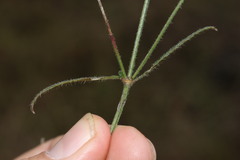 Opercularia hispida