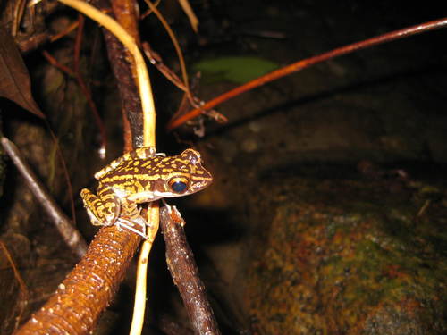 Pulchrana sundabarat