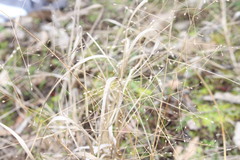 Panicum simile