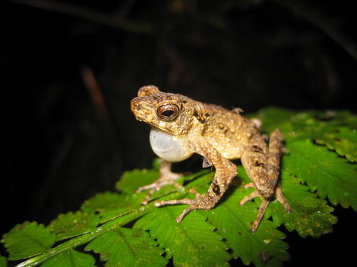 Leptophryne borbonica