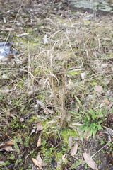 Panicum simile