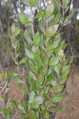Persoonia cornifolia