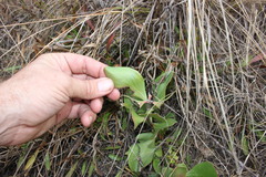 Persoonia cornifolia