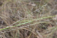 Poa sieberiana