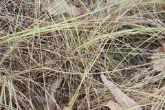 Poa sieberiana