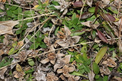 Richardia humistrata