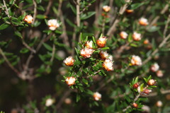 Spyridium scortechinii