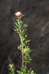 Spyridium scortechinii