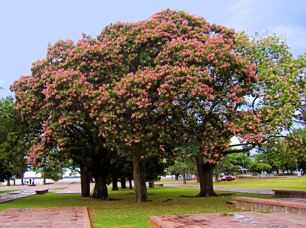 Presumo Sonora - ¡Es tiempo de diccionario sonorense! Chúcata Dulce  chicloso que brota del árbol de mezquite, sacadientes de tan pegajoso;  también significa ofensa, injuria. Ej. El niño anda todo chucatoso por