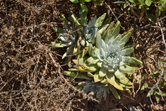 Dudleya virens insularis