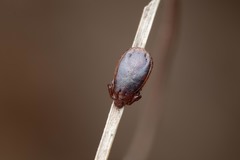 Haemaphysalis punctata