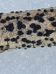 Trimmatostroma salicis