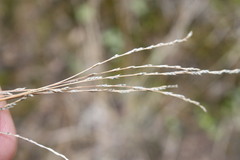 Tripogonella loliiformis