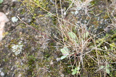 Tripogonella loliiformis