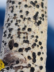 Trimmatostroma salicis