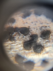 Trimmatostroma salicis