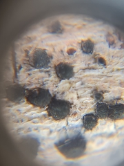 Trimmatostroma salicis