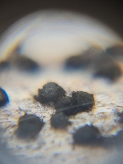 Trimmatostroma salicis