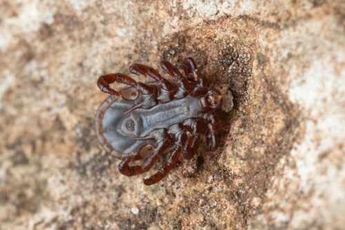 red sheep tick