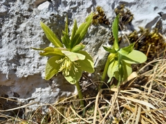 Helleborus odorus