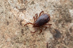 Haemaphysalis punctata