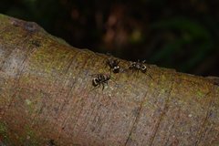 Polyrhachis bihamata