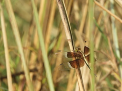 Neurothemis tullia
