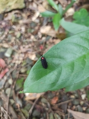 Pyrocoelia formosana
