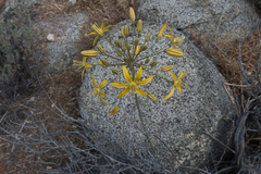 Bloomeria crocea