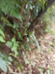 Bijoaraneus