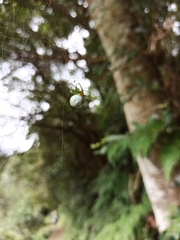 Bijoaraneus