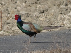 Phasianus versicolor