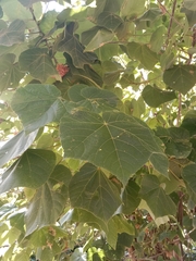 Dombeya wallichii