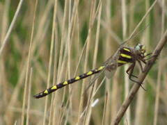 Cordulegaster bilineata