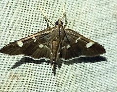 Desmia deploralis