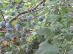 Prunus spinosa dasyphylla