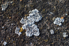 Solenopsora candicans