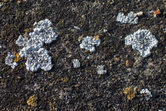 Solenopsora candicans