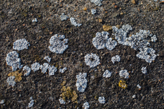 Solenopsora candicans