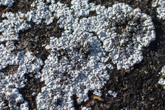 Solenopsora candicans