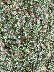 Ewartia nubigena