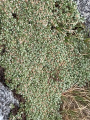 Ewartia nubigena