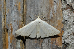 Macrochilo cribrumalis