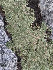 Ewartia nubigena